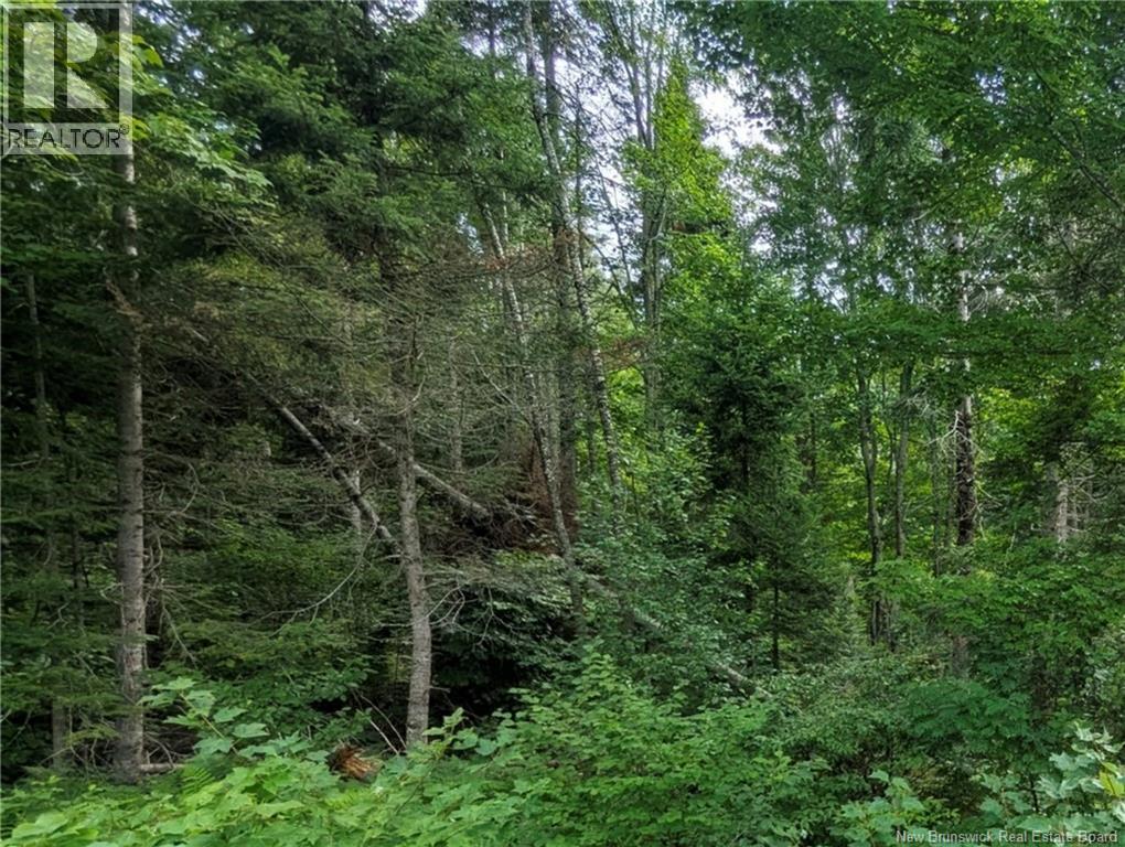 47 Acres North Barnaby Road, Miramichi, New Brunswick, E1N6G4, Miramichi, New Brunswick — photo 5 of 5
