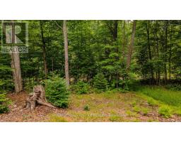 0 Peplinskie Road, Madawaska Valley, ON K0J1L0 Photo 6