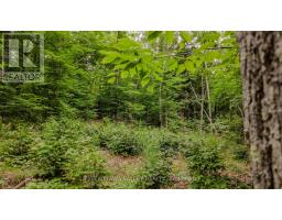 0 Peplinskie Road, Madawaska Valley, ON K0J1L0 Photo 17