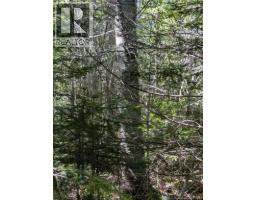 28 Acres Rue Des Fondateurs, Petit Paquetville, NB E8R1B3 Photo 9