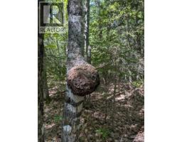 28 Acres Rue Des Fondateurs, Petit Paquetville, NB E8R1B3 Photo 8