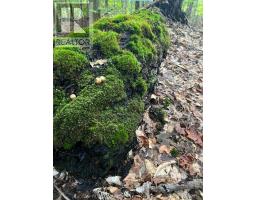99 Forest View Road, Bancroft, ON K0L1C0 Photo 18