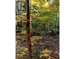99 Forest View Road, Bancroft, ON K0L1C0 Photo 15