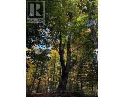 99 Forest View Road, Bancroft, ON K0L1C0 Photo 6