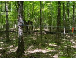 99 Forest View Road, Bancroft, ON K0L1C0 Photo 9