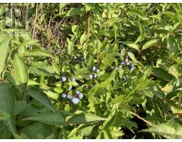 Lot 4a Hunter Road, Wentworth Valley, NS B0M1Z0 Photo 7