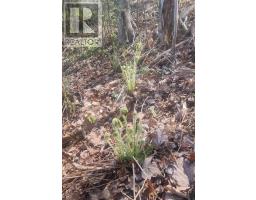 Lot 25-2 7737 Highway 321, Roslin, NS B0K1K0 Photo 12