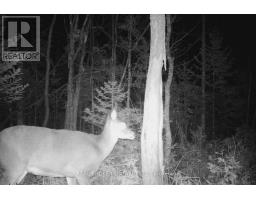 12830 County  15 Road, Merrickville Wolford, ON K0G1N0 Photo 33