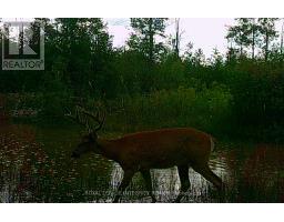 0 Armstrong Road, Merrickville Wolford, ON K0G1N0 Photo 24