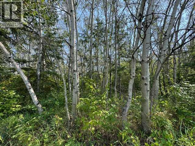 gorgeous trees