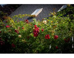 17377 28a Avenue, Surrey, BC V3Z0E7 Photo 37