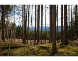 11533 Wilson Street, Mission, BC V4S1M1 Photo 11