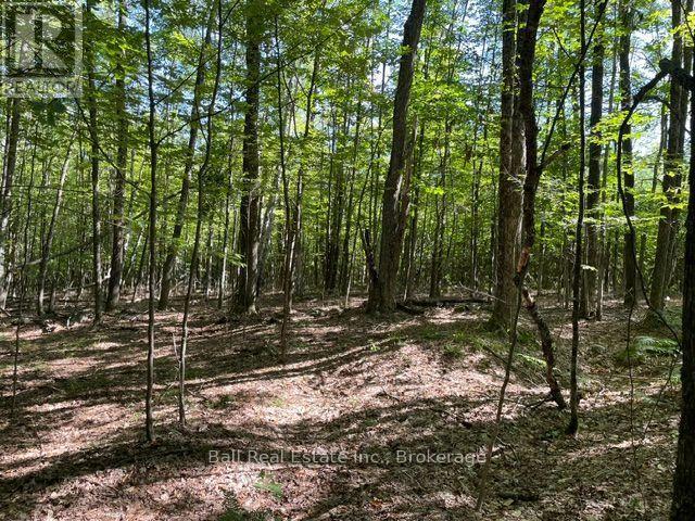 PT LT 15 CON 13 ALTON ROAD, Minden Hills (Snowdon) — photo 5