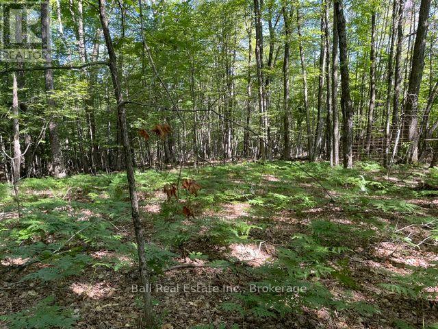 PT LT 15 CON 13 ALTON ROAD, Minden Hills (Snowdon) — photo 7