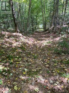 PT LT 15 CON 13 ALTON ROAD, Minden Hills (Snowdon) — photo 9