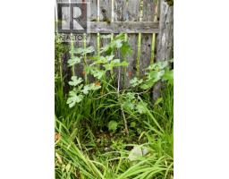 125 Maquinna Ave, Zeballos, BC V0P2A0 Photo 53