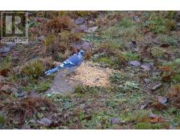 1555 Minnicock Lake Road, Dysart Et Al, ON K0M1S0 Photo 22