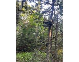14764 Highway 4, Johnstown, NS B0E3B0 Photo 9