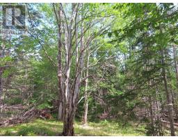46 Acres Washabuck Road, Lower Washabuck, NS B2C1N4 Photo 15