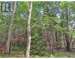 46 Acres Washabuck Road, Lower Washabuck, NS B2C1N4 Photo 17