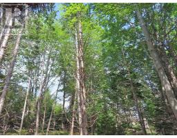46 Acres Washabuck Road, Lower Washabuck, NS B2C1N4 Photo 19