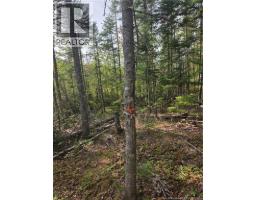 Lot Hazen Lane, Lake George, NB E6K2N9 Photo 12