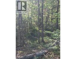 Lot Hazen Lane, Lake George, NB E6K2N9 Photo 13