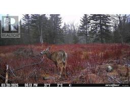 Lot Ar Fishpeddlers Road, Indian Path, NS B0J2X0 Photo 14