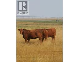 162 Hays Rd 30 N, Hays, AB T0K1B0 Photo 16