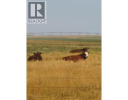 162 Hays Rd 30 N, Hays, AB T0K1B0 Photo 17