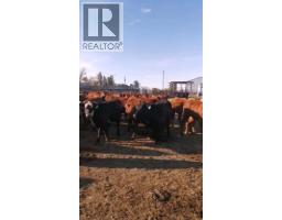 162 Hays Rd 30 N, Hays, AB T0K1B0 Photo 21