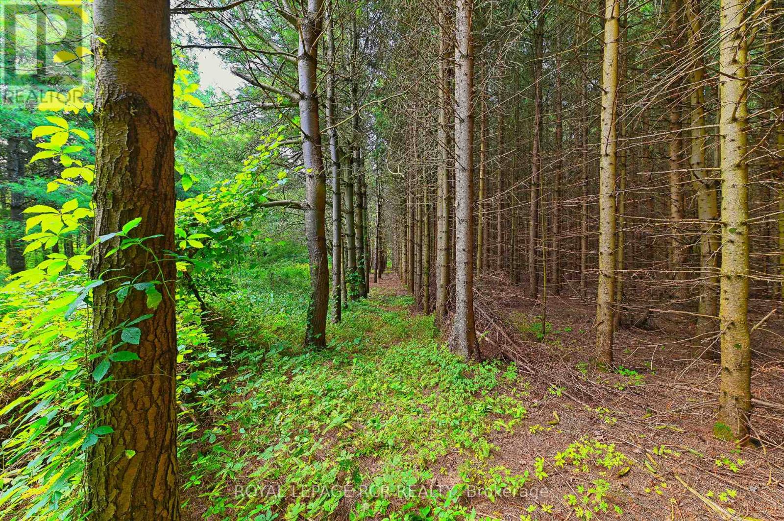 Lot 29 Prince of Wales Road, Mulmur, ON photo 18