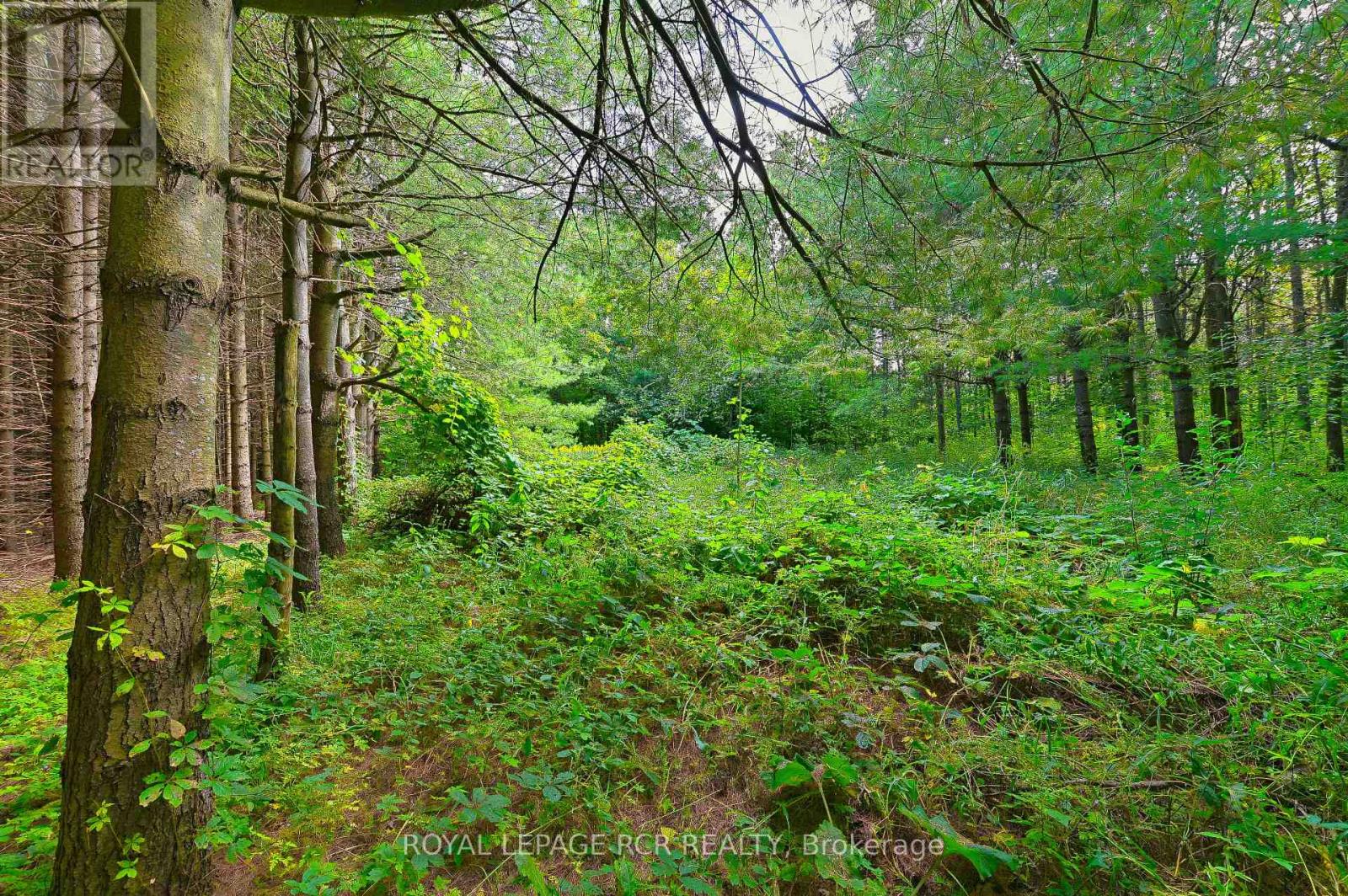 Lot 29 Prince of Wales Road, Mulmur, ON photo 19