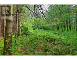 Lot 29 Prince Of Wales Road W, Mulmur, ON L9V0C6 Photo 19