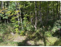 0 Pine Road, Magnetawan, ON P0A1A0 Photo 7