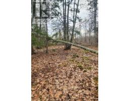 8 Acres Cedar Road, Church Hill, Maitland, NS B0N1T0 Photo 8
