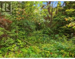 00 Paint Lake Road, Lake Of Bays, ON P0B1A0 Photo 6