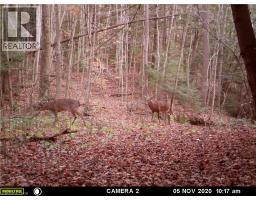 188 Charlotteville West Quarter Line Road, Forestville, ON N0E1P0 Photo 45