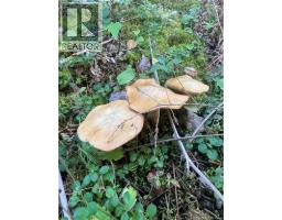342 Tripp Settlement Road, Keswick Ridge, NB E6L1W5 Photo 8