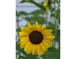3607 106a St Nw, Edmonton, AB T6J1A7 Photo 52