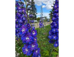3607 106a St Nw, Edmonton, AB T6J1A7 Photo 54