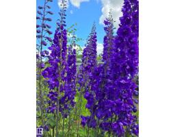 3607 106a St Nw, Edmonton, AB T6J1A7 Photo 53