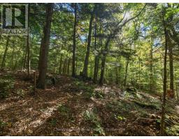 0 Estonian Camp Road, Huntsville, ON P0B1L0 Photo 6
