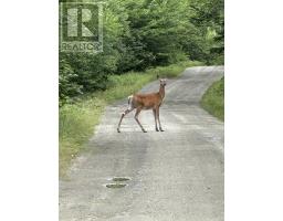616 Lac A Pic Road, Quinan, NS B0W3M0 Photo 43