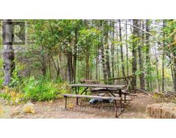 N/a Coon Lake Road, North Kawartha, ON K0L1A0 Photo 26