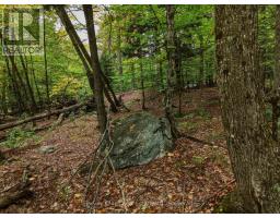 481 Gryffin Lodge Road, Huntsville, ON P0B1M0 Photo 6
