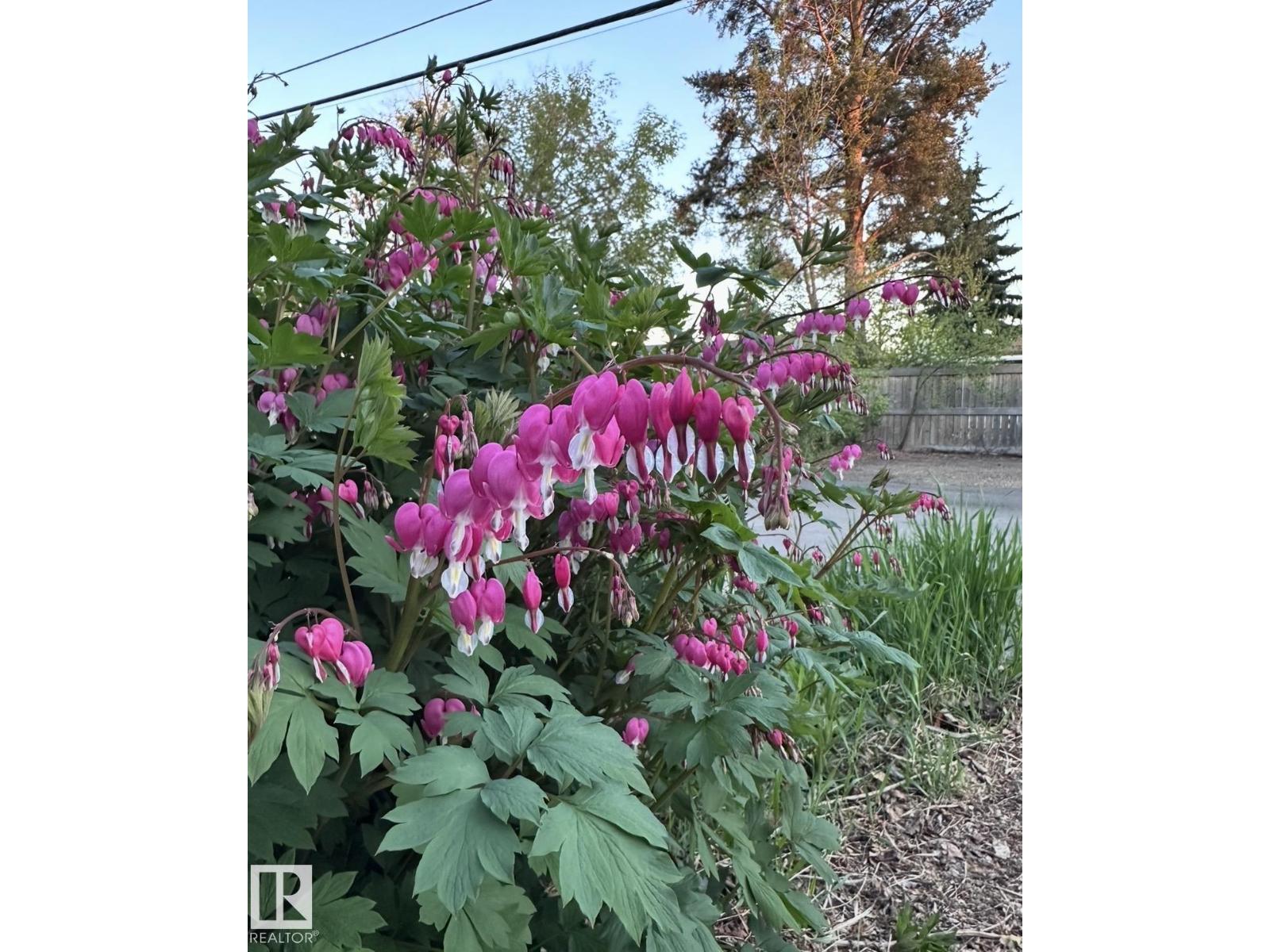 11519 42 AV NW - 51