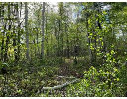 Lot 7 Casson Trail, Madawaska Valley, ON K0J1B0 Photo 6