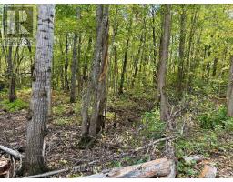 3159 Switch Road, Ramara, ON L0K2B0 Photo 11