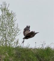 19 Odins Way, Gimli Rm, MB R0C1B0 Photo 38